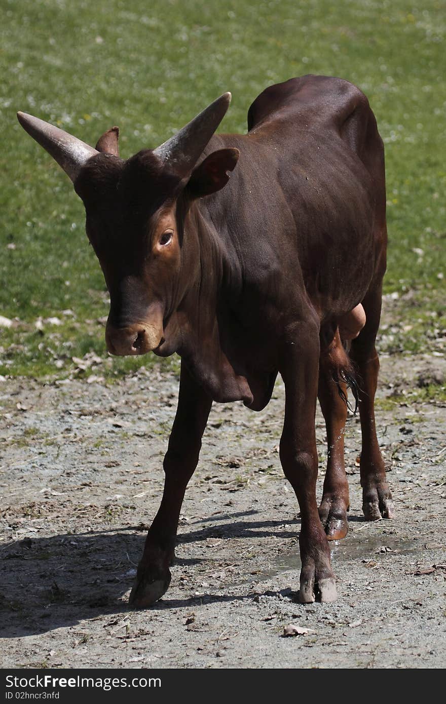 The African buffalo, affalo or cape buffalo (Syncerus caffer) is a large African bovid. It is not closely related to the slightly larger wild Asian water buffalo, but its ancestry remains unclear. Owing to its unpredictable nature which makes it highly dangerous to humans, it has not been domesticated, unlike its Asian counterpart, the domestic Asian water buffalo. The African buffalo, affalo or cape buffalo (Syncerus caffer) is a large African bovid. It is not closely related to the slightly larger wild Asian water buffalo, but its ancestry remains unclear. Owing to its unpredictable nature which makes it highly dangerous to humans, it has not been domesticated, unlike its Asian counterpart, the domestic Asian water buffalo.