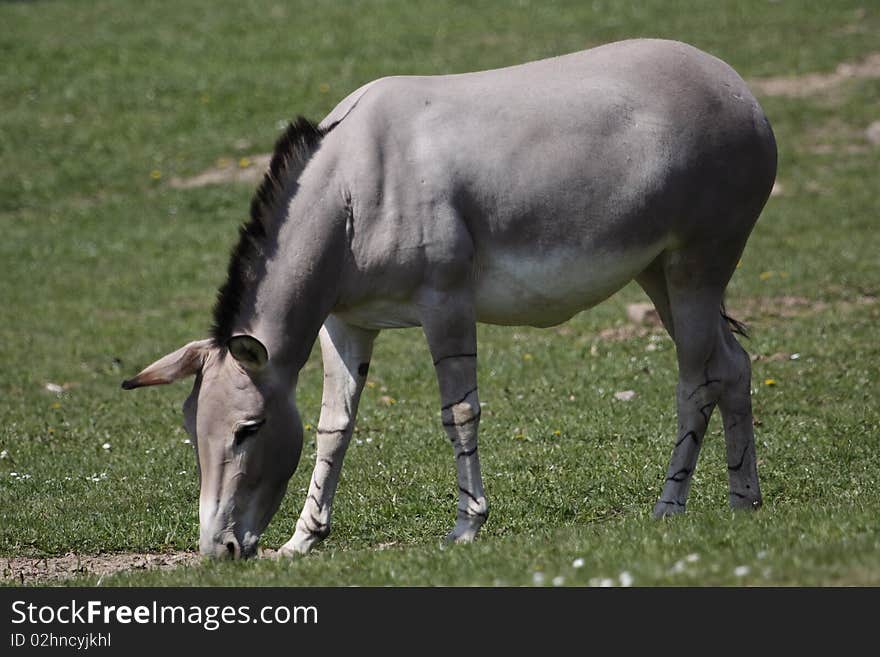 The Somali Wild (Equus africanus somaliensis) in Dvur Kralove zoo, Czech Republic. The Somali Wild (Equus africanus somaliensis) in Dvur Kralove zoo, Czech Republic.