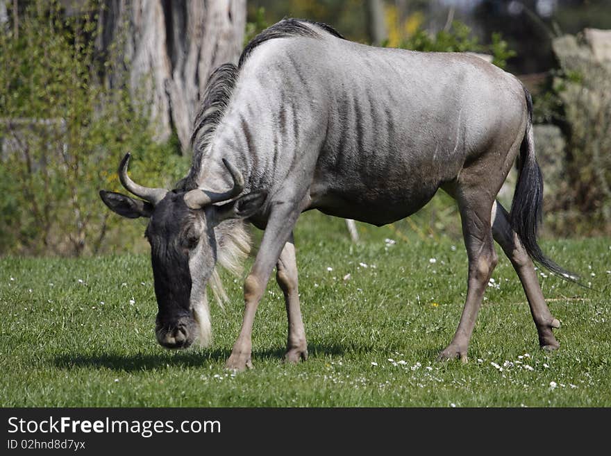 The Blue Wildebeest (Connochaetes taurinus), also called the Common Wildebeest, is a large antelope and one of two species of wildebeest. It grows to 115-145 cm shoulder height and attains a body mass of 168-274 kg. They range the open plains, bushveld and dry woodlands of Southern and East Africa, realizing a life span in excess of twenty years. This herbivore is a grazing animal that is often sighted in open grasslands or clearings in a savanna.