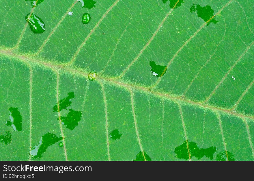 Green leaves after rain