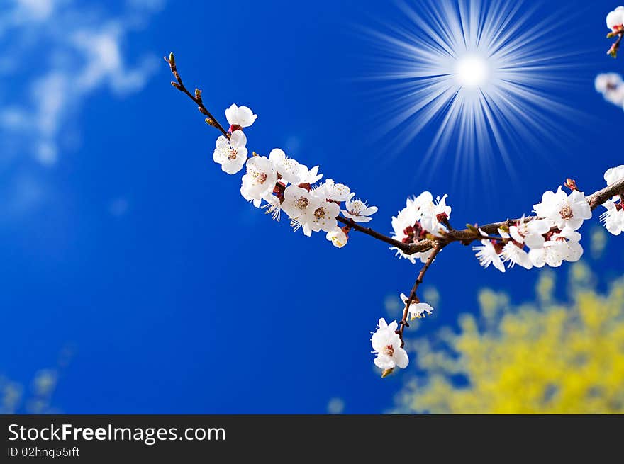 Blossoming Apricot  Branch  And Fun Sun.