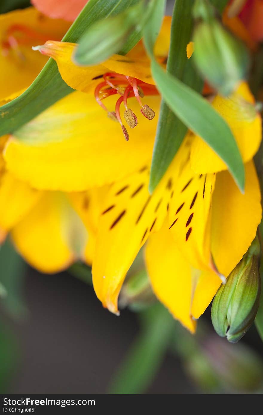 Beautiful yellow alstroemeria (lily) flower