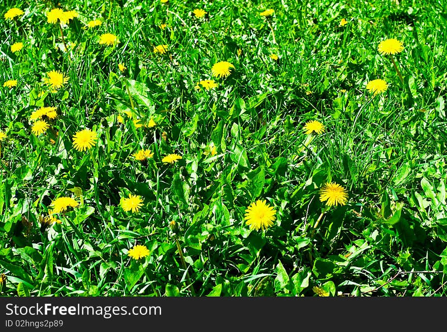 Splendid lawn of dandelions by spring. Splendid lawn of dandelions by spring.