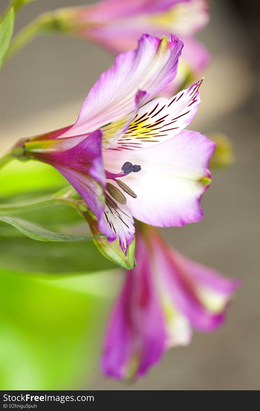 Peruvian Lily, Alstroemeria