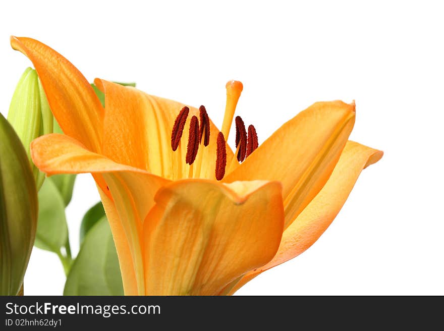 Beautiful orange Tiger Lily flower on white