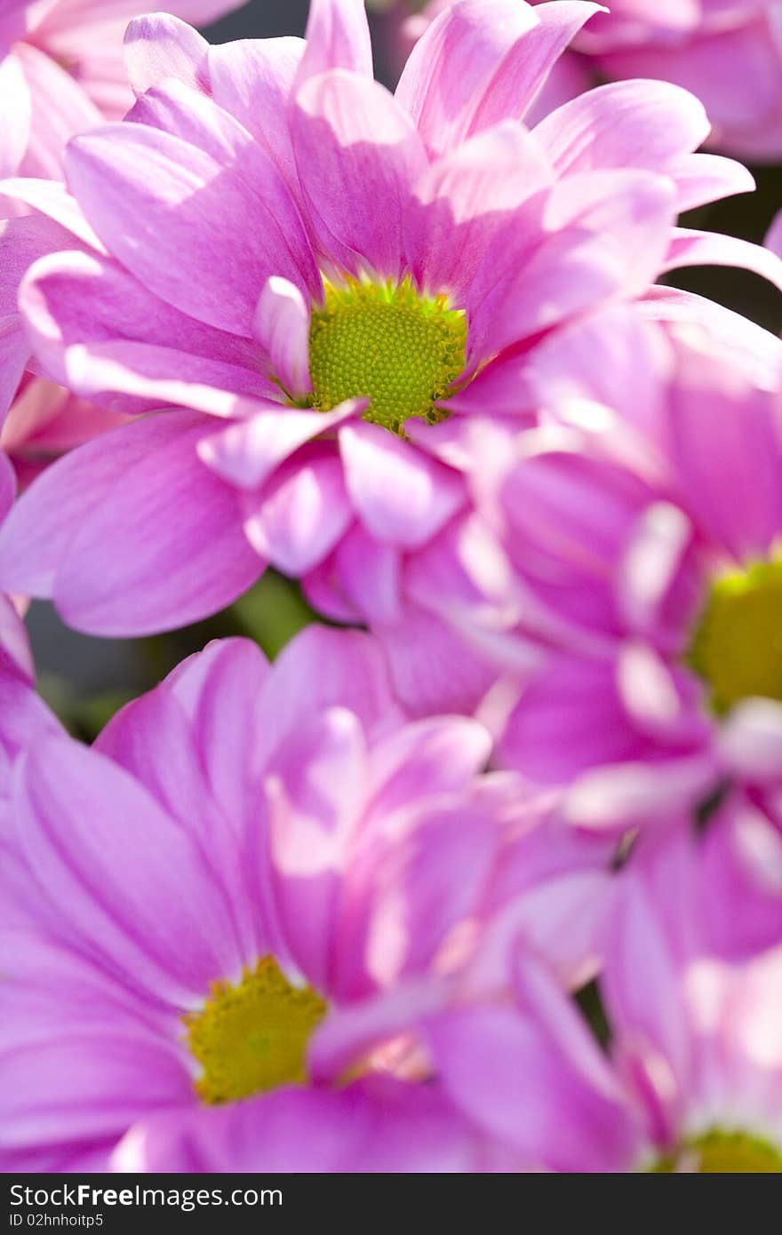 Pink daisy flowers