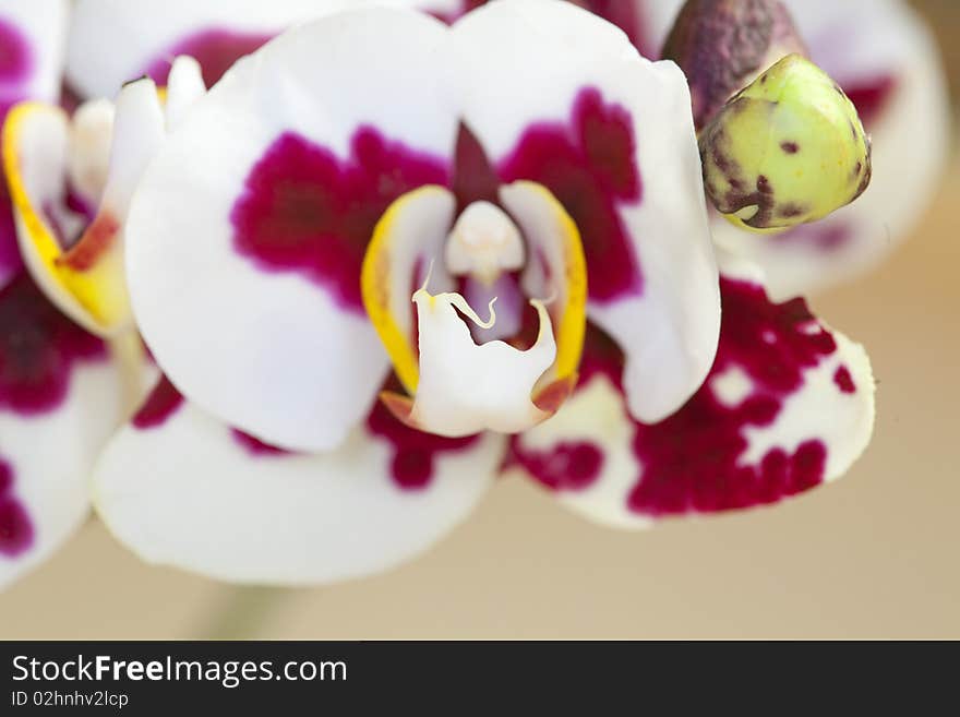 Orchid - Phalaenopsis-Hybrid. pink speckled. Isolated on gray background