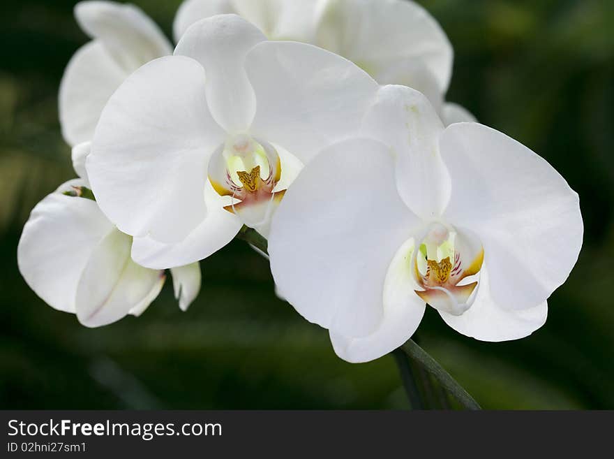 Branch Of Orchid Flowers