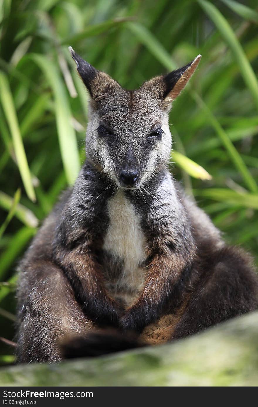 Australian Wallaby resting on a large rockface. Australian Wallaby resting on a large rockface