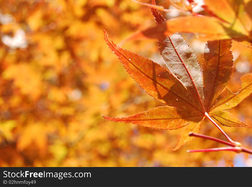 Maple leaf
autumn
orange
vintage
brown