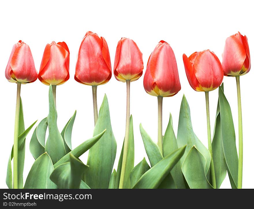 Bouquet of red tulips isolated on white