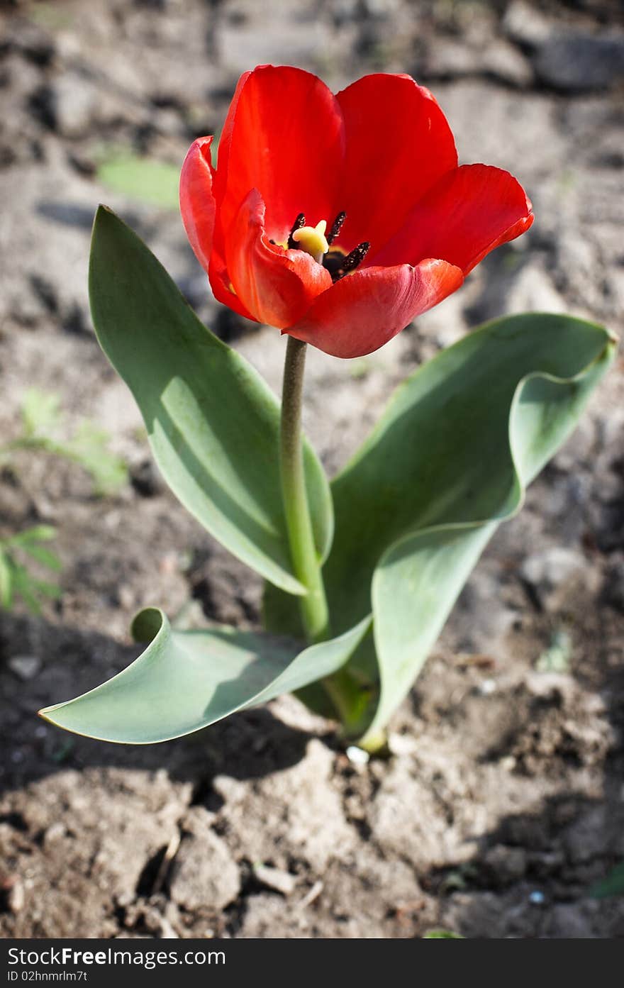 Tulip sprouted in empty field