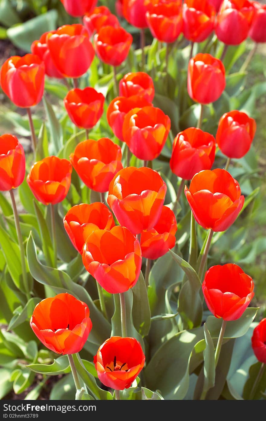 Lawn Of Fresh Spring Red Tulips