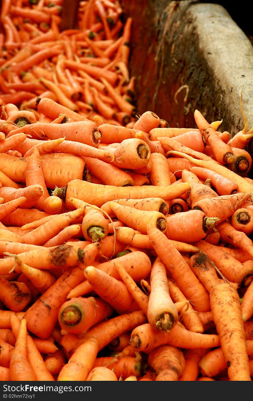 Carrot vegetables harvest