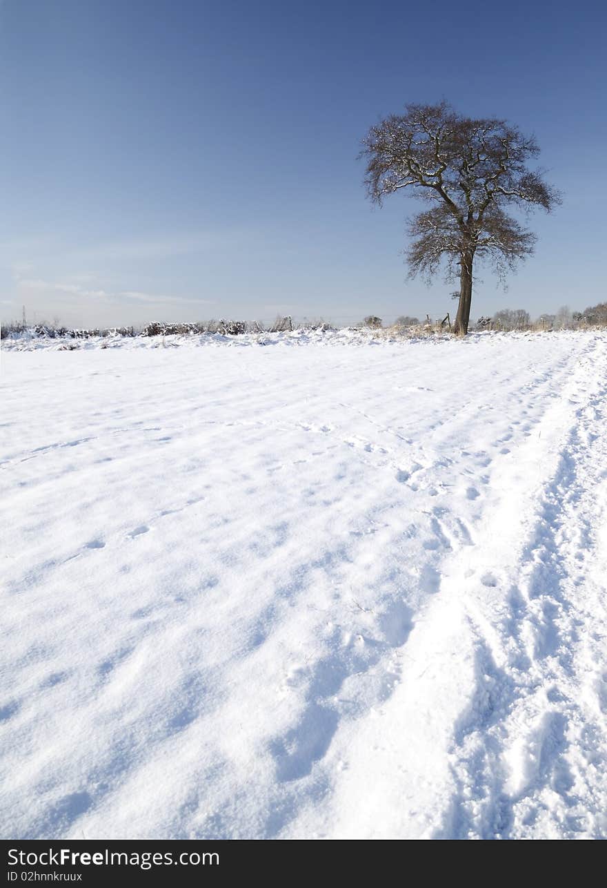 Tree with snow covered field in winter season. Tree with snow covered field in winter season.