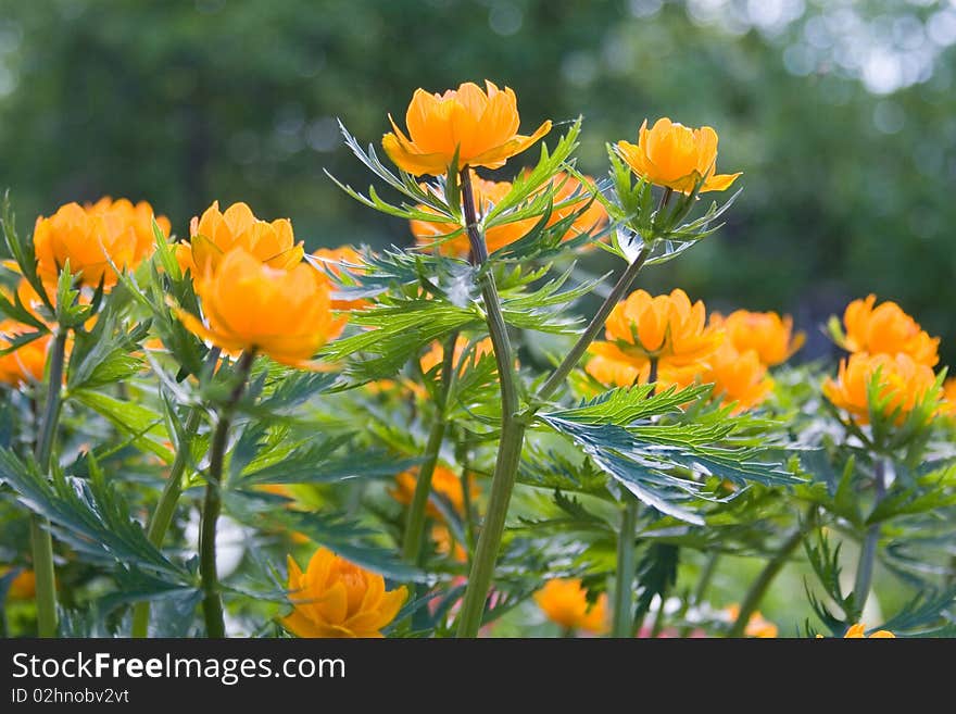 Orange flowers on a green background