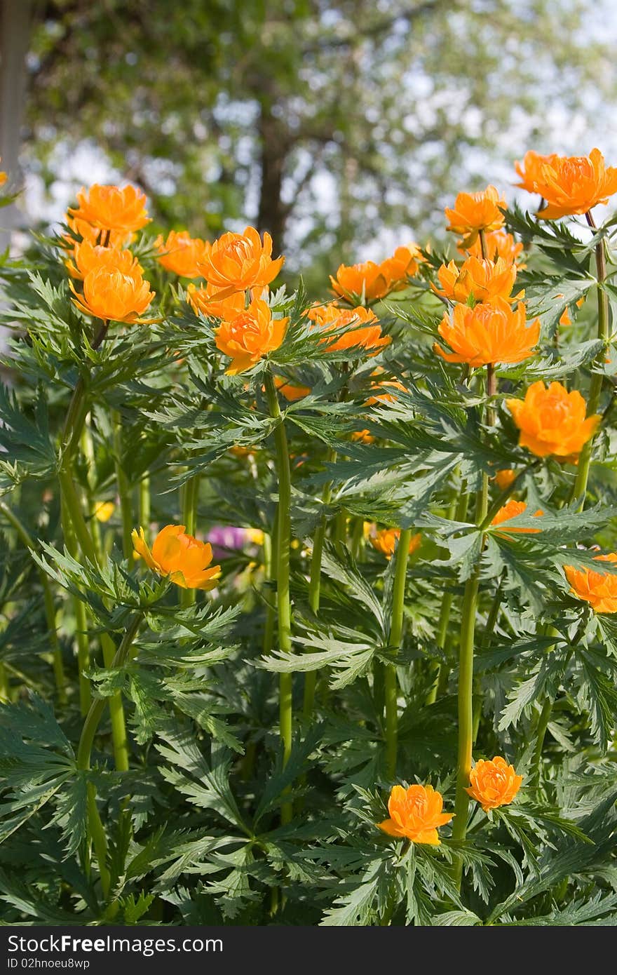 Orange flowers on a green background