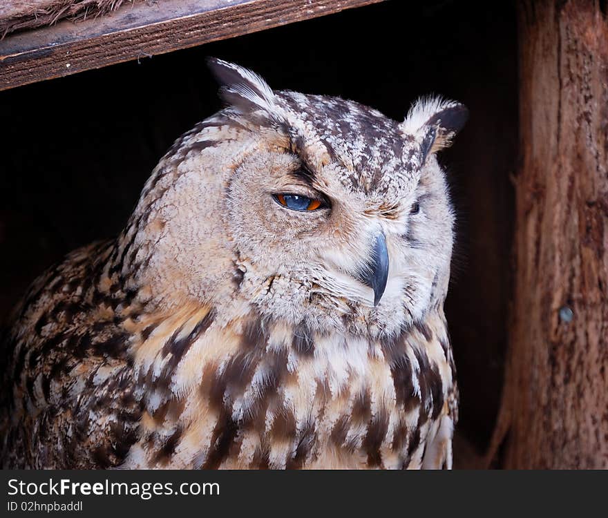 Eurasian eagle-owl