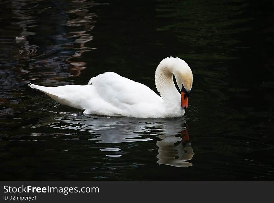 White swan on the dark water