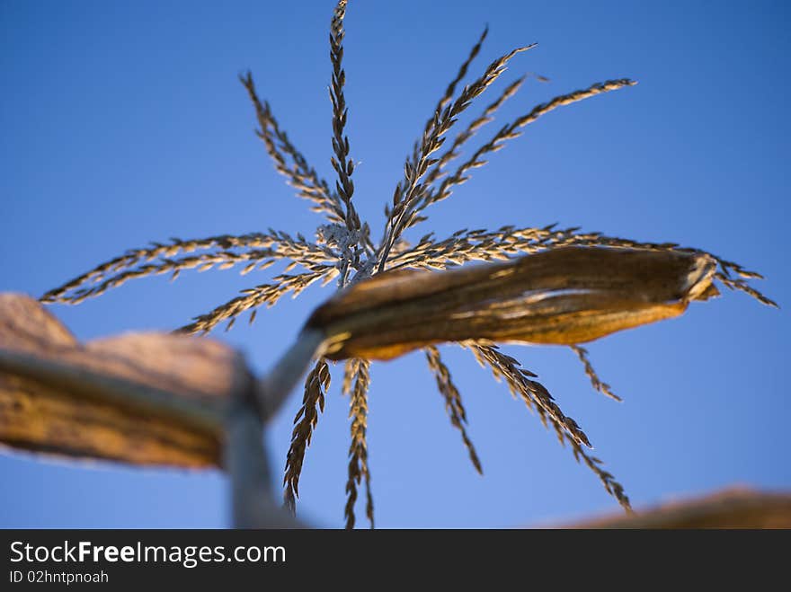 A wheat plant against a pure blue sky