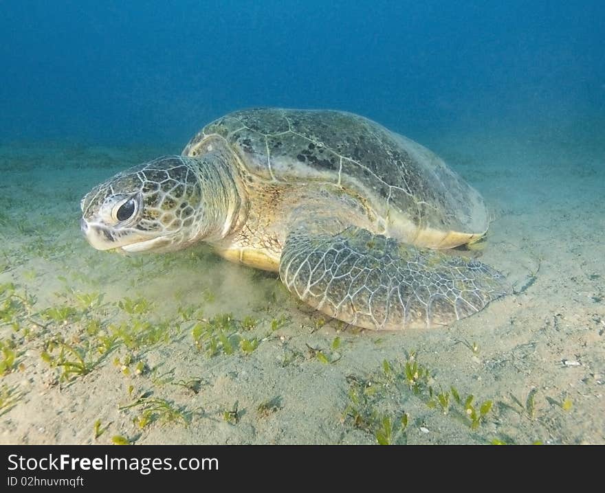 A giant green sea turtle feeding on seagrass