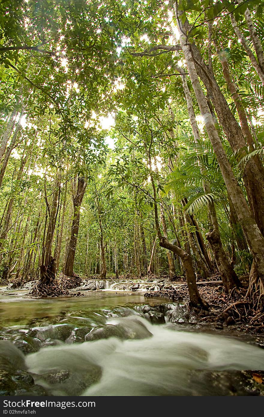 Forest and river.