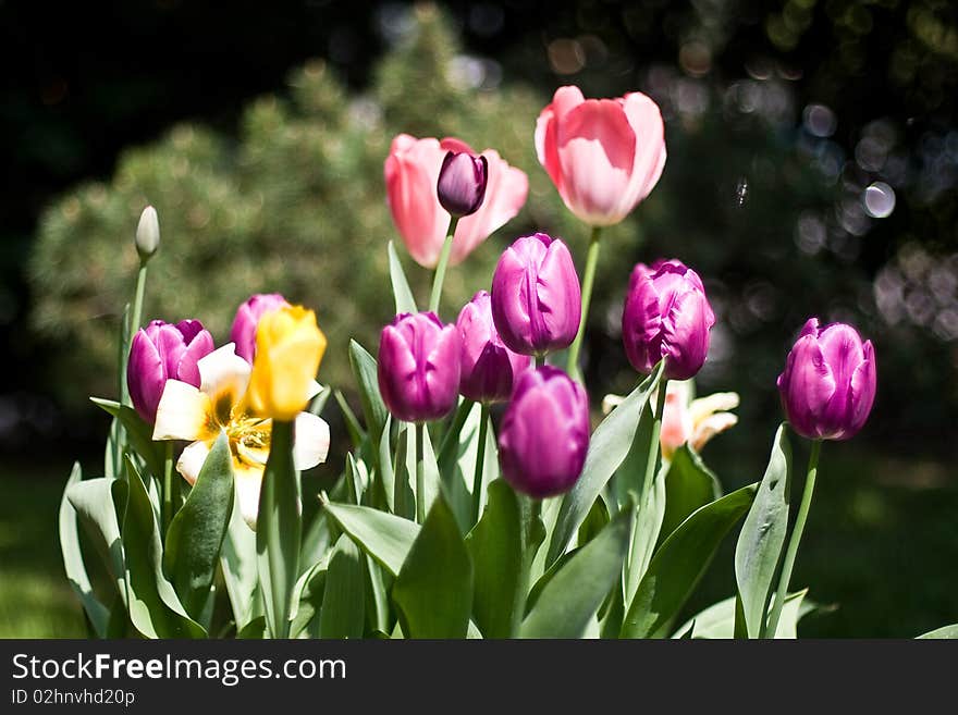 New and old tulips