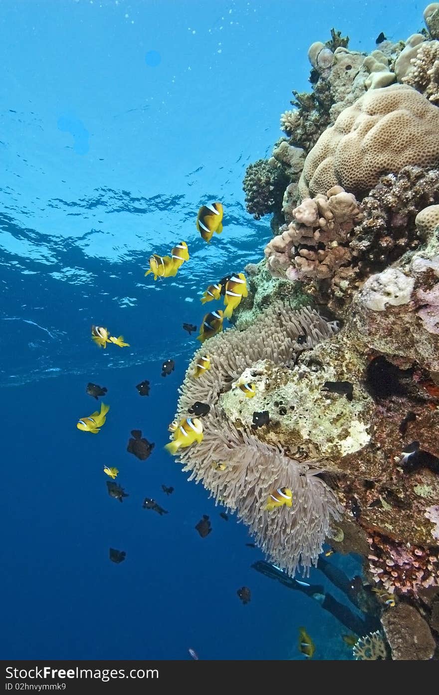 Clownfish on a coral reef