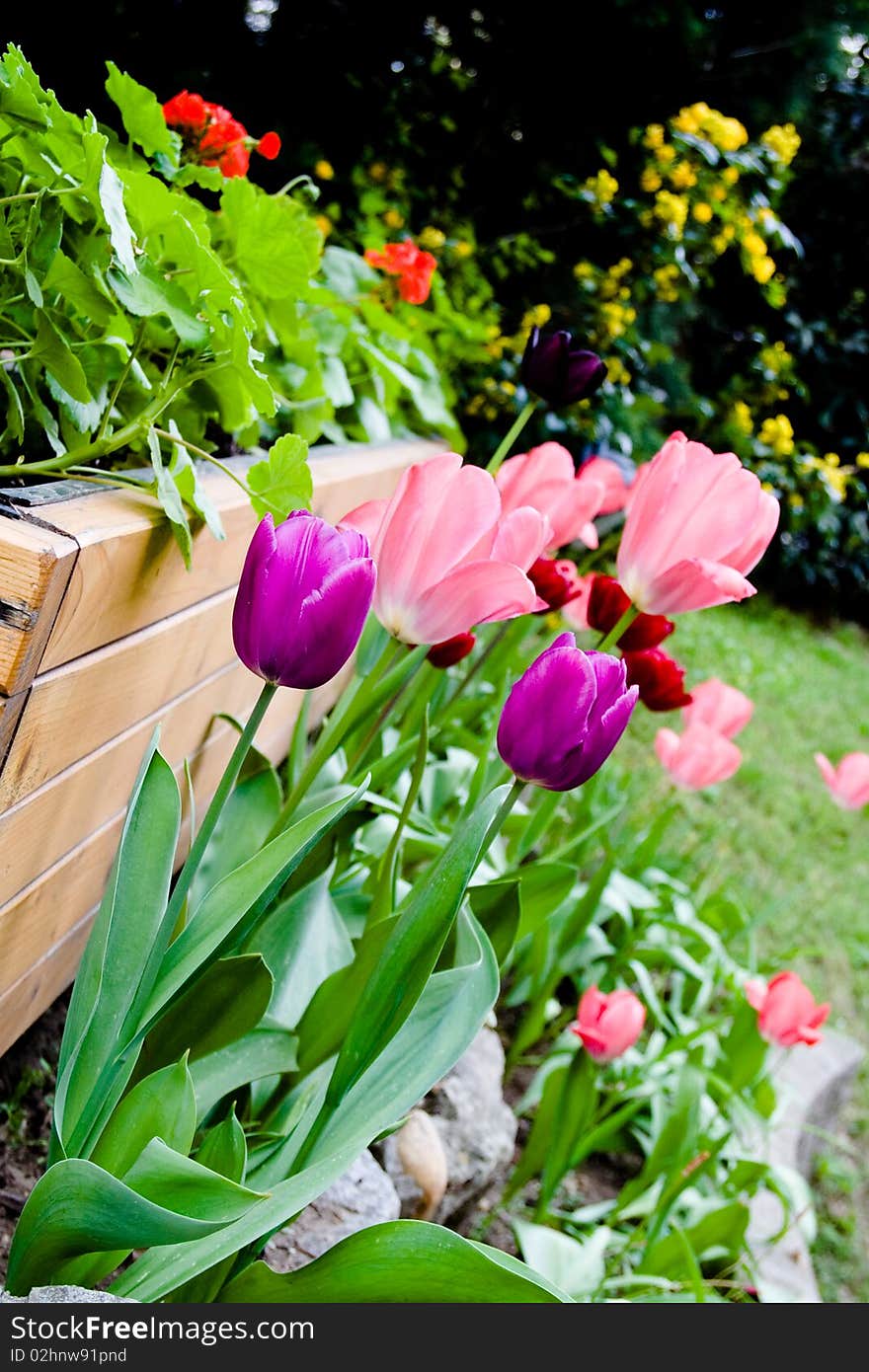 Vase of tulips in a bright garden. Vase of tulips in a bright garden