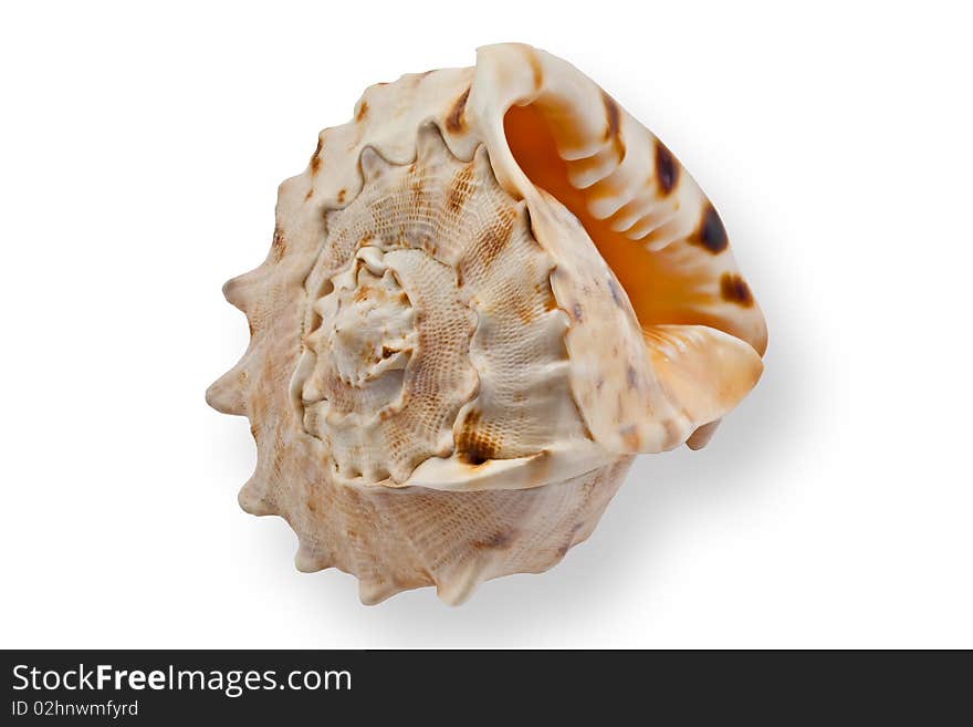 Sea shell on white background. Sea shell on white background