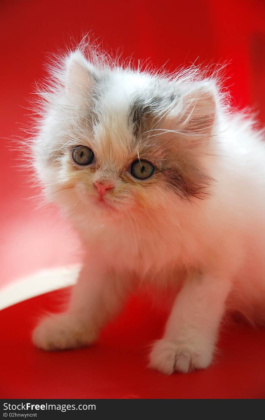 Persian kitten