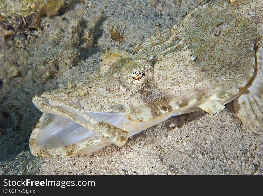 Crocodile Fish With Open Mouth