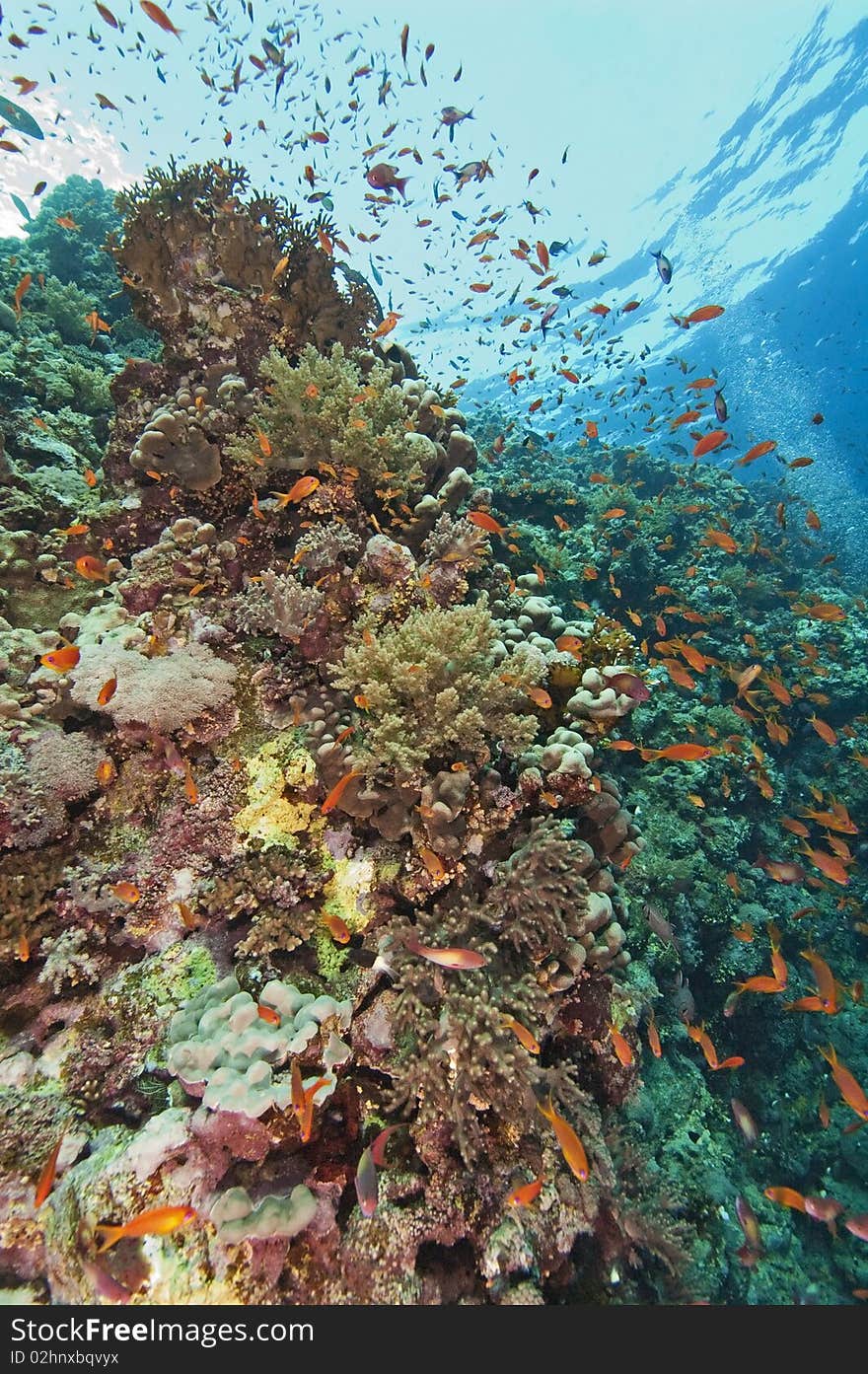 A stunning tropical coral reef scene with fish life. A stunning tropical coral reef scene with fish life