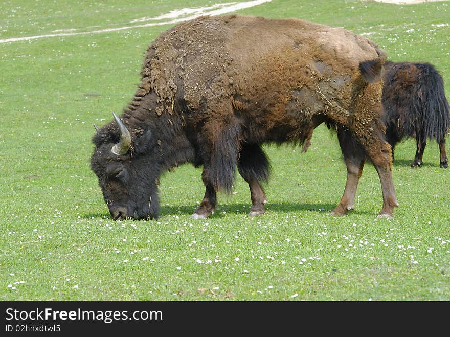 Bison grazing