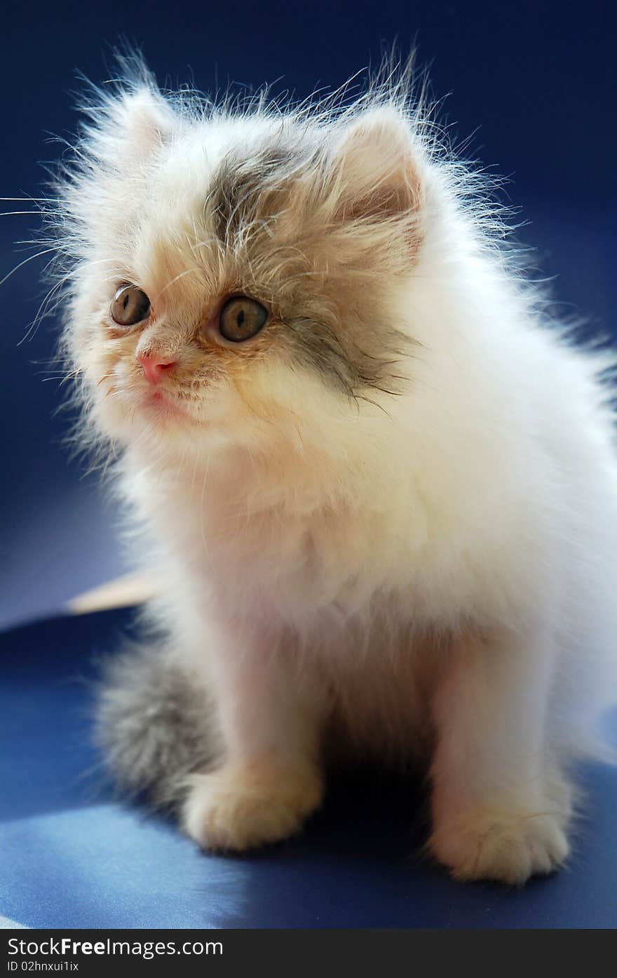 Persian Kitten