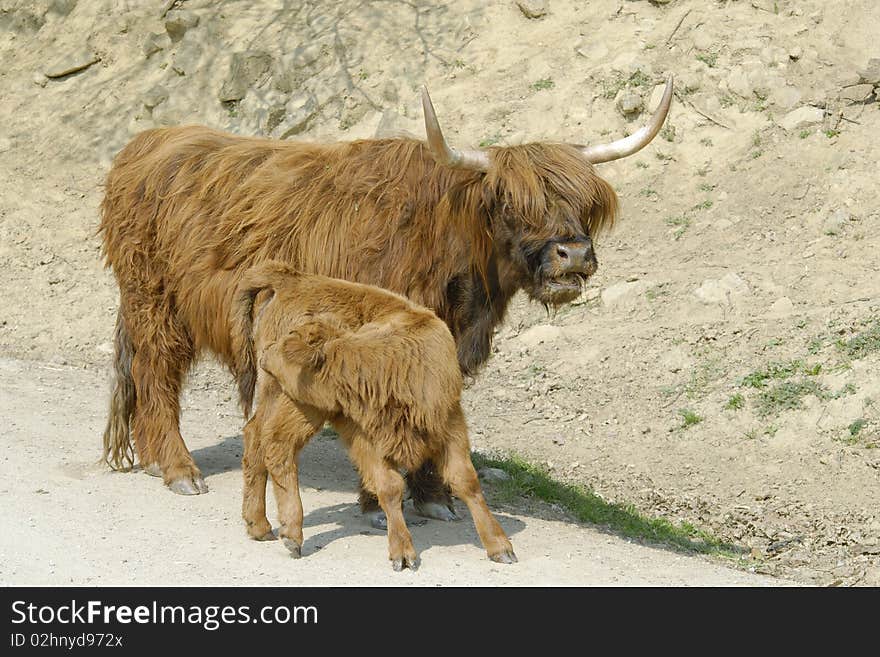 Domestic yak (Bos grunniens) with puppy