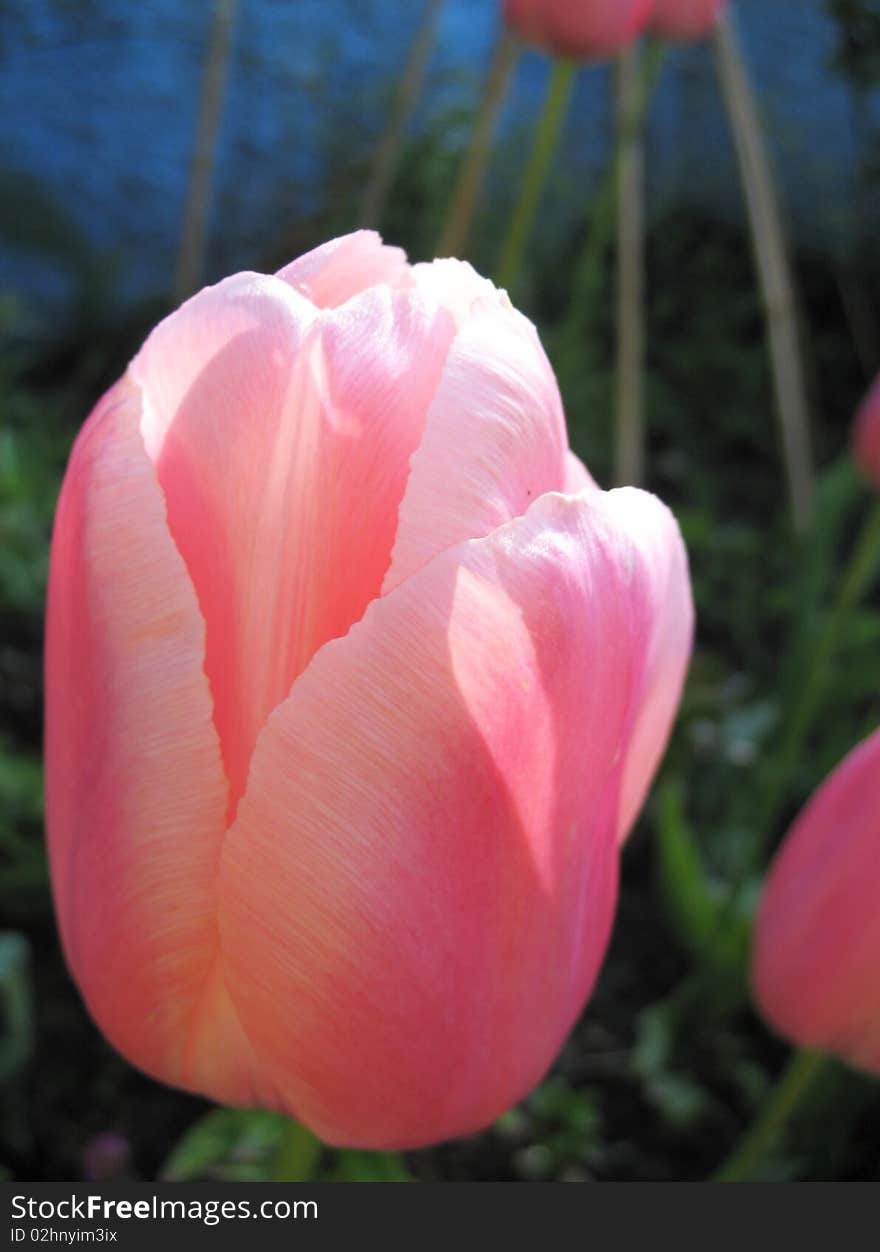 Special tulips after raining morning in our Irish garden. Special tulips after raining morning in our Irish garden