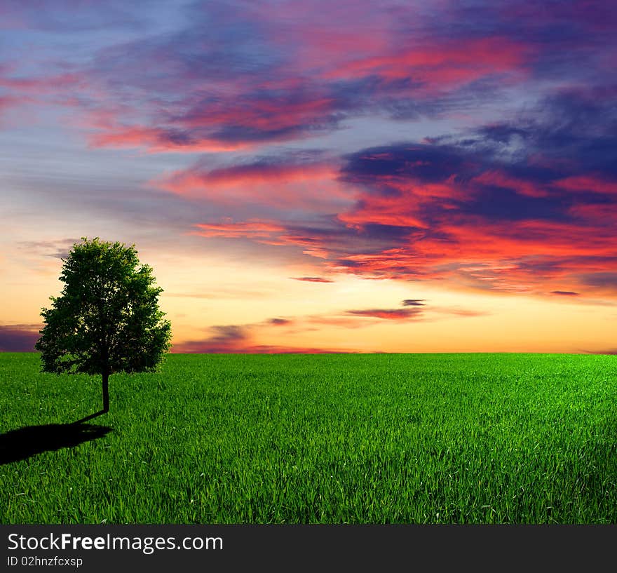 Tree on a meadow and sunset