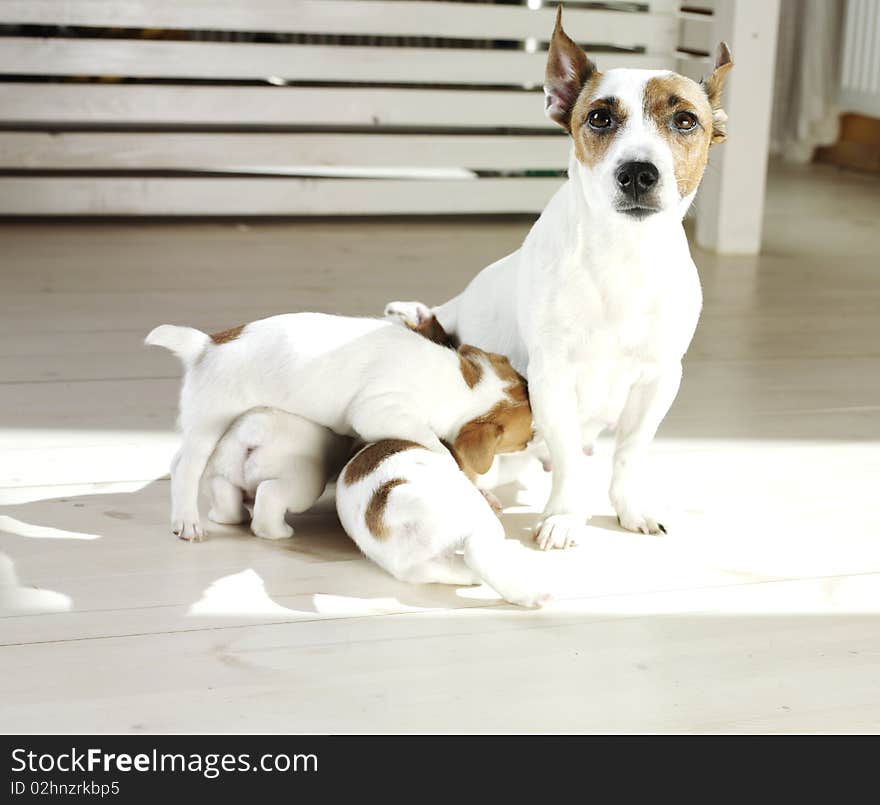 Jack russel terrier with puppys