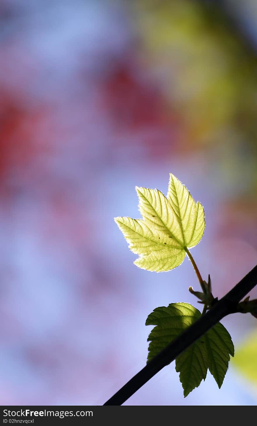 Green maple leaves in city park in the spring afternoon. Green maple leaves in city park in the spring afternoon