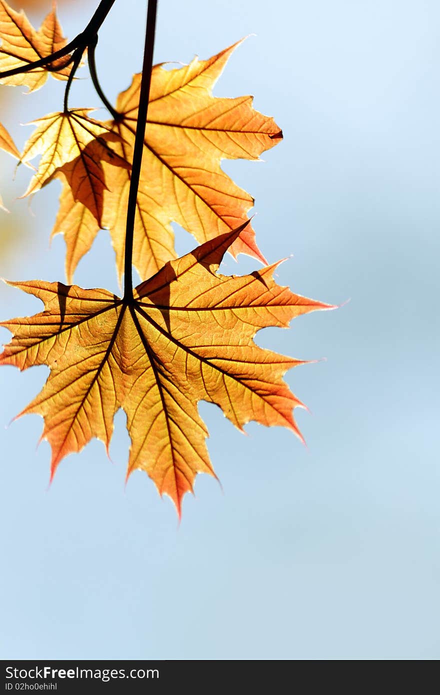 Red Maple Leaf