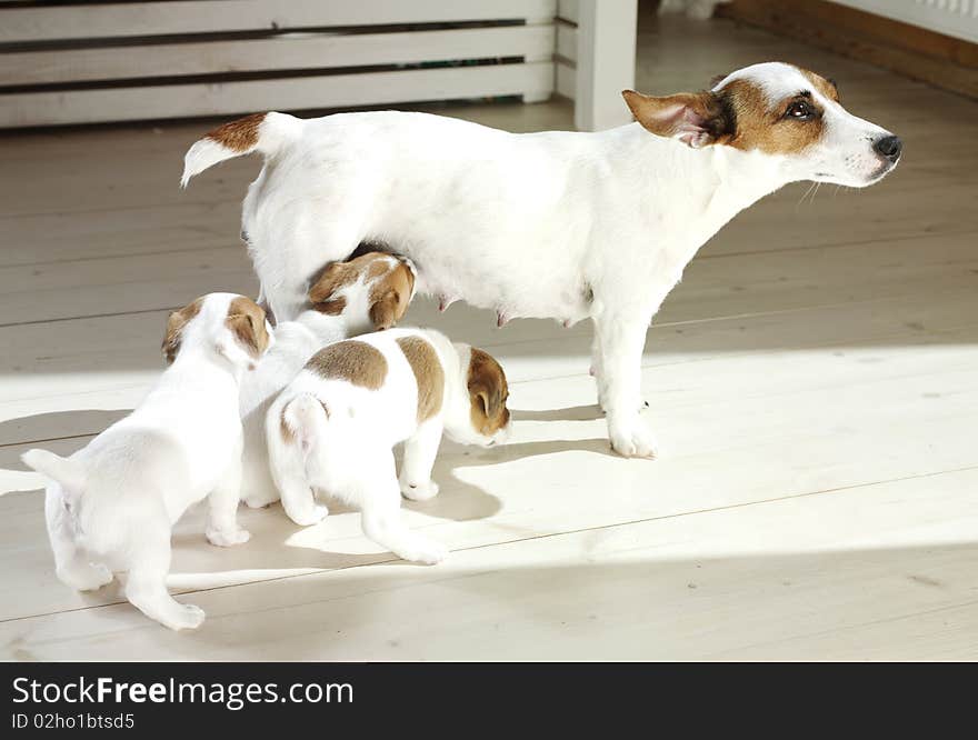 Jack russel terrier with puppys