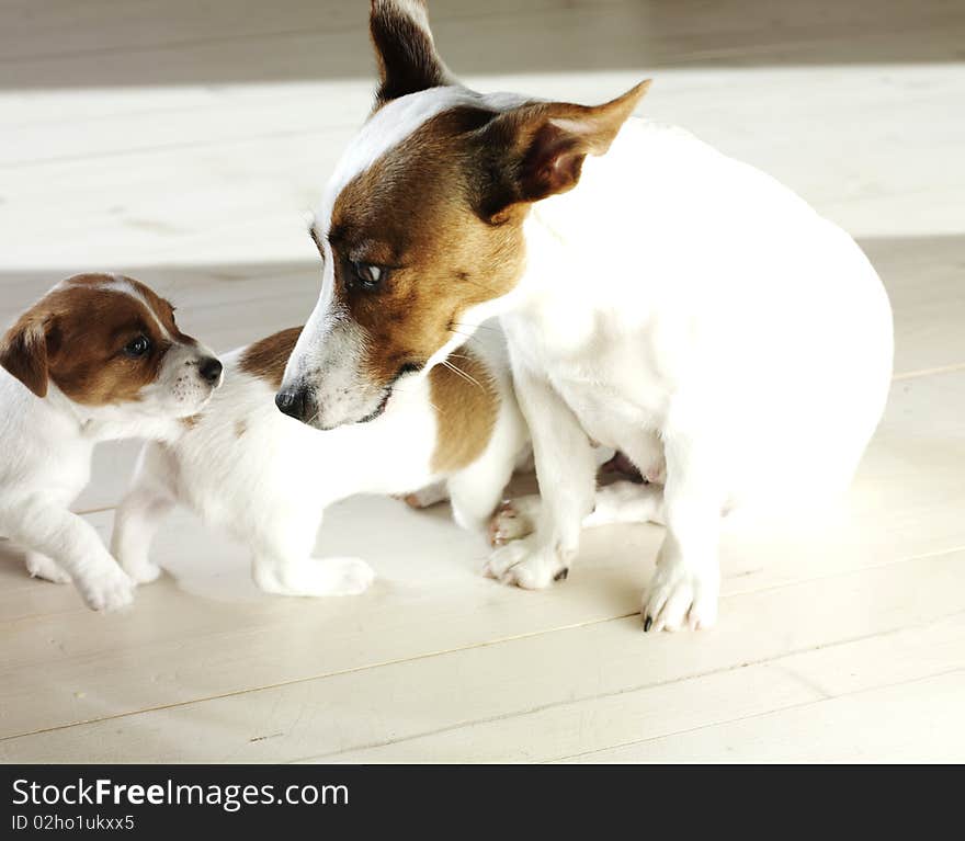 Jack russel terrier with puppys