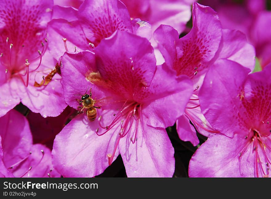 Bee on flower