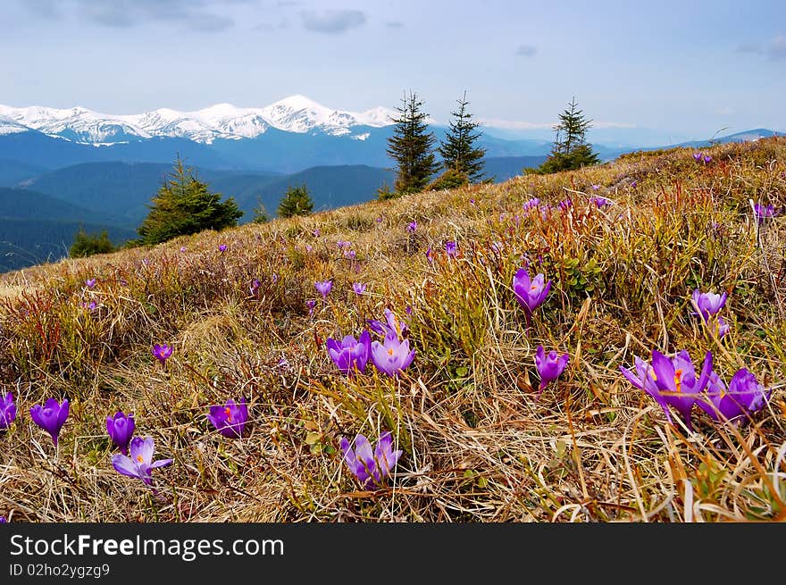 Crocuses blossoming in a mountain valley and snow-covered mountains on a background. Crocuses blossoming in a mountain valley and snow-covered mountains on a background