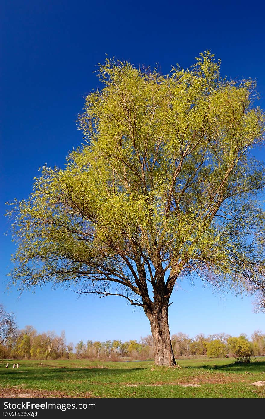 Tree a willow in the spring