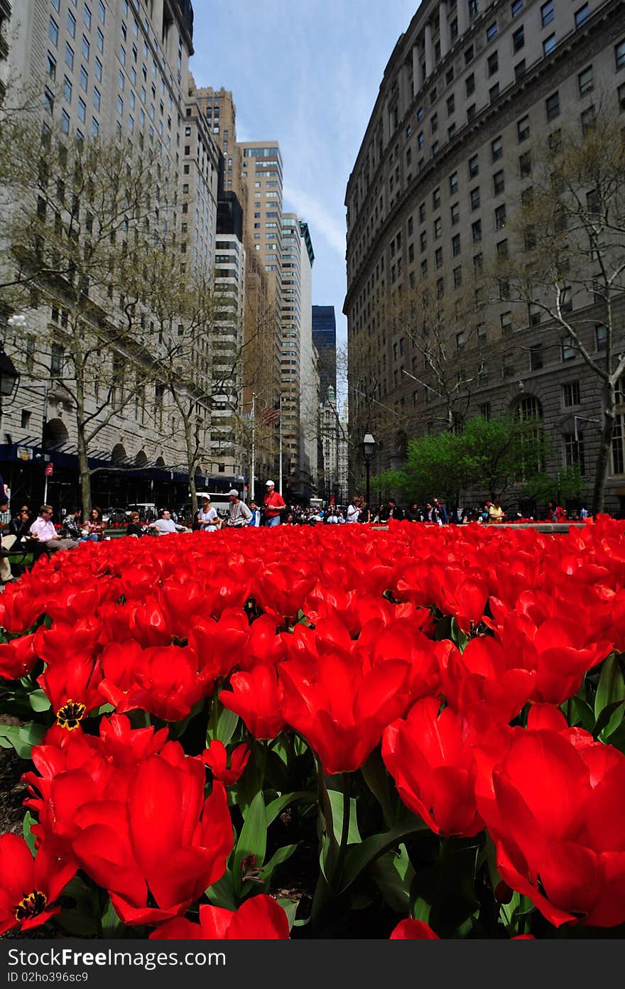 Red Tulips At Green Bowl Park