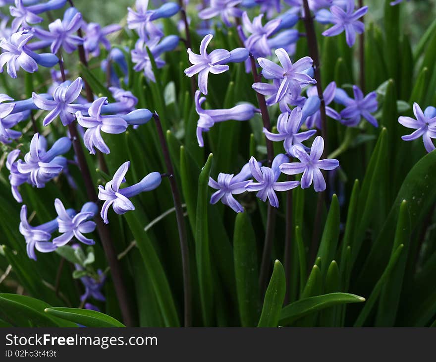 Purple flowers at spring time