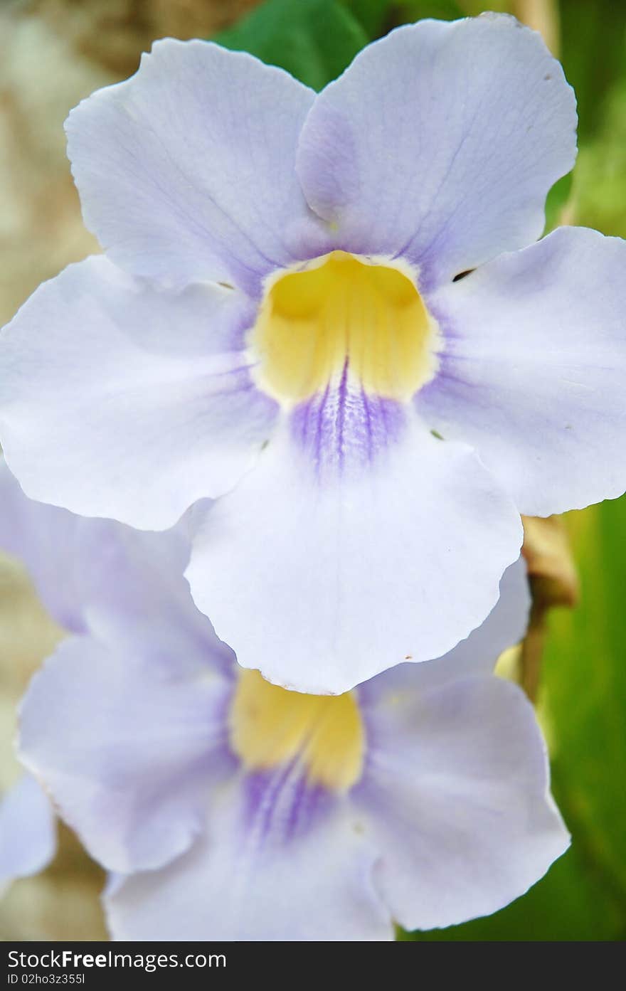 A morning glory flower at the garden