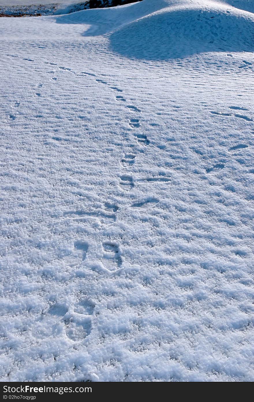 Footprints on white snow covered links golf course